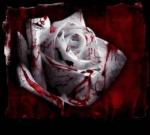 l\'ange noire